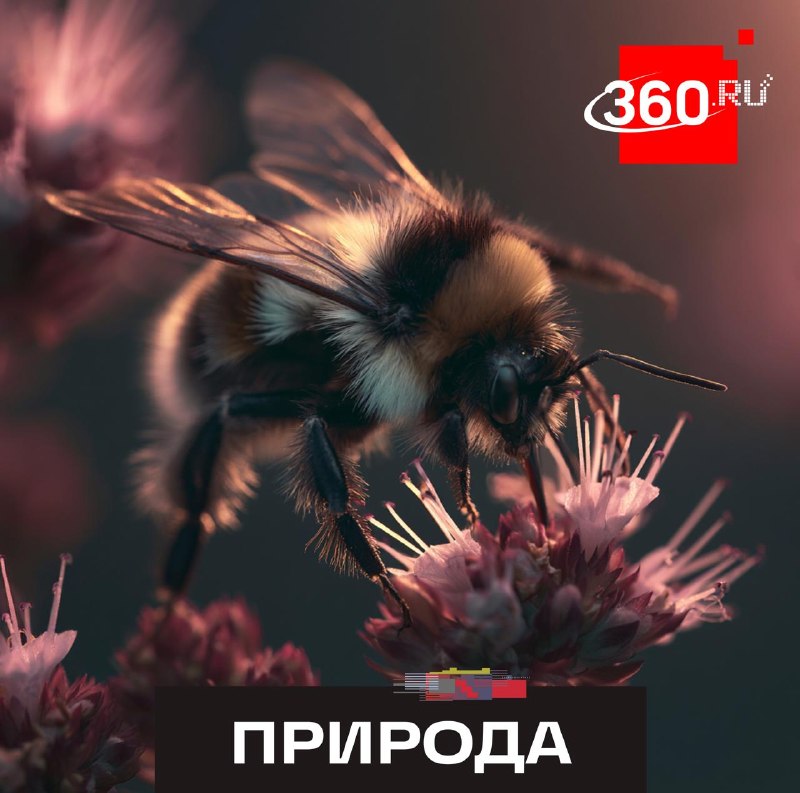 Страх усиливает способность шмелей различать мелкие детали и ускоряет принятие решений