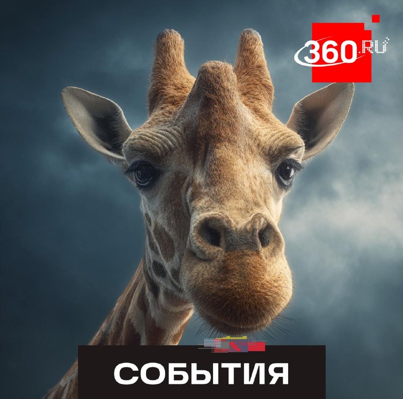 В Техасе разыскивают сбежавшую жирафиху: владелец обещает $5000 за информацию