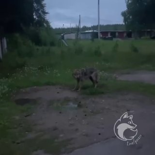 В Республике Коми волки гуляют даже в светлое время суток