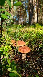 В лесах Ленобласти появились первые подосиновики