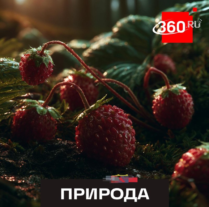 В Подмосковье началась охота за земляникой