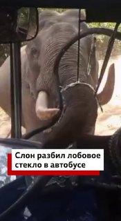 На Шри-Ланке дикий слон напал на автобус с военнослужащими