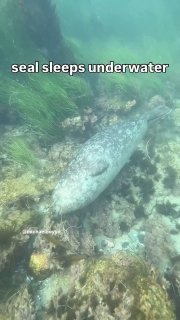Тюлени спят под водой, используя полушарный сон