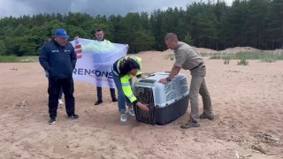 Балтийский серый тюлень из посёлка Логи вернулся в море