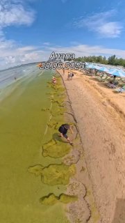 Пляжи Анапы покрылись зелёными водорослями