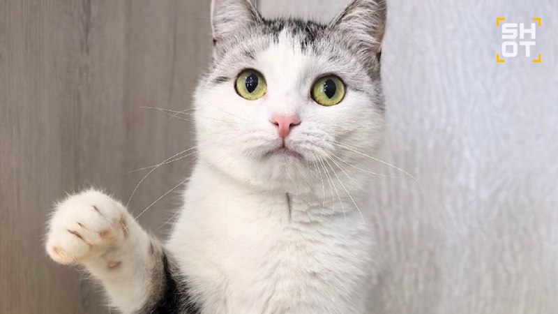 Иллюстрация 1