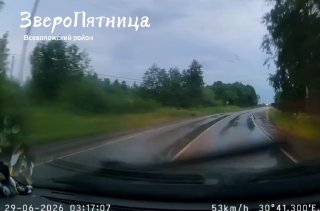 Предупреждение о появлении молодняка лосей на дорогах