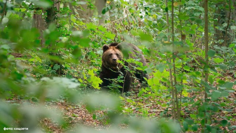 В Пермском крае медведь напал на мать с сыном во время сбора ягод