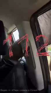В Сочи слон заглянул в салон автомобиля сотрудницы парка