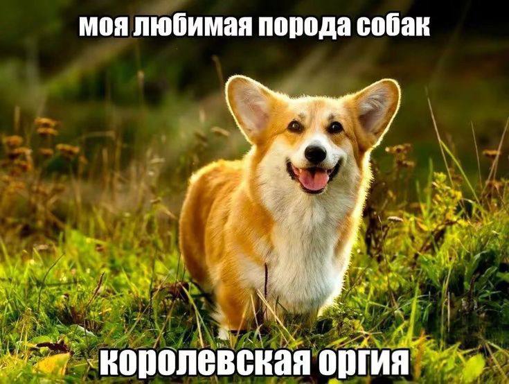 В Петербурге мужчина был вынужден отдать корги знакомым по решению суда