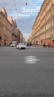 Мужчина остановил движение на Литейном проспекте, чтобы спасти неразумное дитя чайки