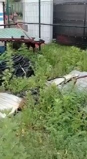 Во Владивостоке поймали гималайского медведя, вышедшего к людям