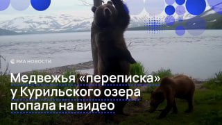 Медвежью "переписку" засняла фотоловушка на Камчатке
