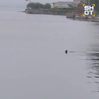В Находке у побережья заметили акулу