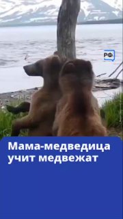 Фотоловушка на Курильском озере запечатлела обучение медведицы детёнышей маркировке территории