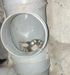 Котенка спасли из вентиляции в Дагестане