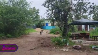 В Чите начальницу администрации оштрафовали за игнорирование жалоб на бродячих собак