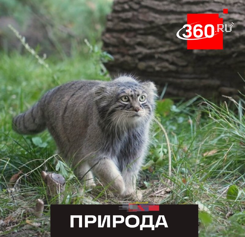 Столичному манулу Тимофею нашли трех невест