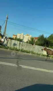 В Первомайском районе Новосибирска заметили лося