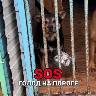 Приют в Калуге объявил сбор средств на питание для 600 собак
