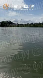 В Аннинском озере произошел массовый мор рыбы
