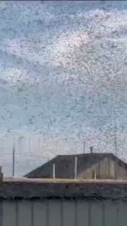Комариный апокалипсис: полчища кровососов буквально захватили Кобяйский улус в Якутии