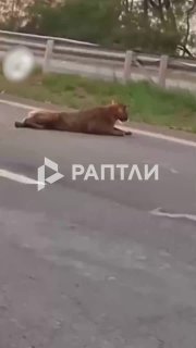 В Бразилии водитель оттащил за хвост пуму, перегородившую трассу