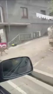 В сети появились кадры нападения волка на сельчан в Армении