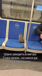 В московском метро заметили пассажира с совой на поводке