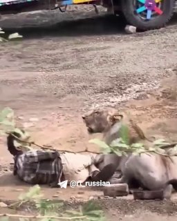 В Индии пастух выжил после нападения львицы, успокоив её поглаживанием