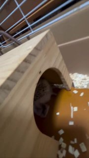 Ежи тоже умеют спать вдвоём с комфортом
