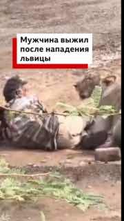 Мужчина выжил после нападения дикой львицы в Индии