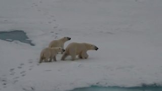 Медведица и двое медвежат заглянули к полярникам
