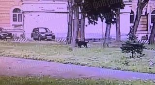 В Санкт-Петербурге собака напала на ребенка во время прогулки