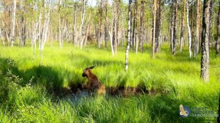 В Нижне-Свирском заповеднике сняли играющего в воде лосенка