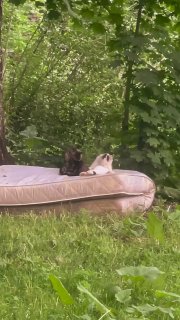В Питере коты стали символом двора