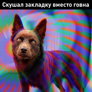 В Санкт-Петербурге собака пострадала от случайного употребления наркотиков