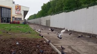В Москве участились нападения чаек на людей из-за роста их популяции