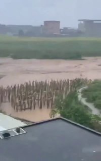 В китайском Хэнджоу из-за наводнения сбежали кобры и крокодилы, есть жертвы