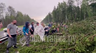 Первые жертвы сильного ветра в Ленинградской области