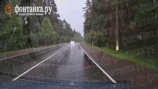 В Зеленогорске автомобиль сбил лося, перебегавшего дорогу
