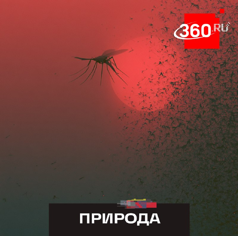 В московском регионе не ожидается массового нашествия комаров