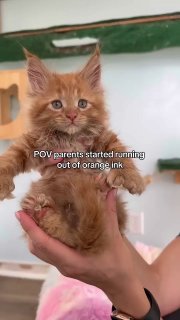 Кошка родила 8 котят, но с каждым разом краски в кошачьем принтере оставалось всё меньше