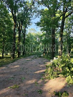 Павловский парк закроют из-за последствий разрушительного урагана