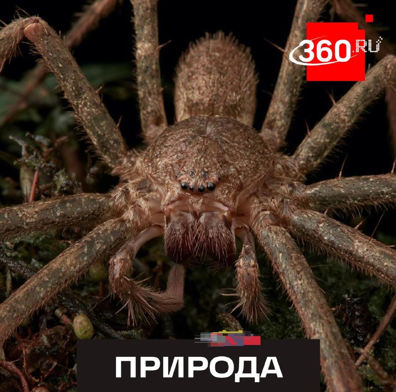 Австралийский охотник стал самым быстрым пауком