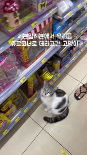 В Таиланде кошка научилась выпрашивать у туристов свою любимую вкусняху
