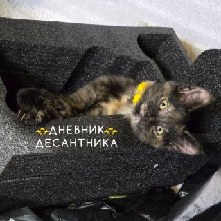 Шутливое пожелание доброй ночи от подразделения «Багира»