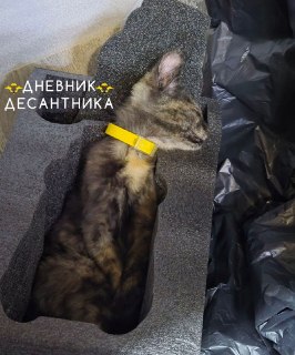 Иллюстрация 2
