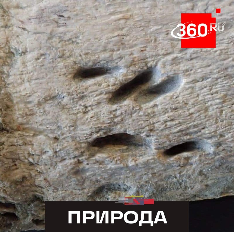 Палеонтологи выяснили, как насекомые использовали останки титанозавров