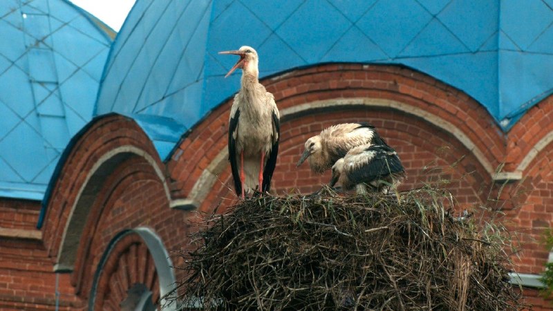 В Ленинградской области у белых аистов подрастают птенцы